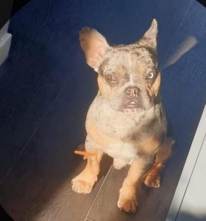 Male lilac merle frenchie for sale in Grimsby, Lincolnshire - Image 4