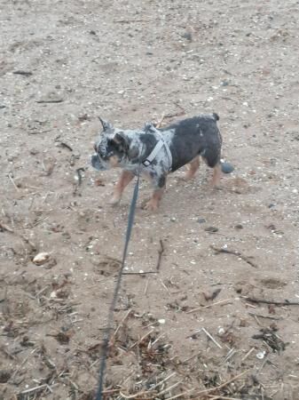 Male lilac merle frenchie for sale in Grimsby, Lincolnshire - Image 5