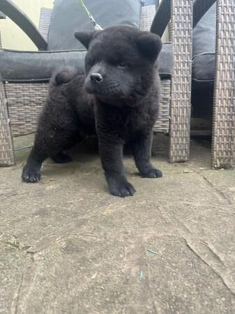 Black chow chow puppy for sale best sale