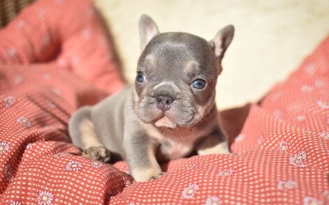 Merle- Biddle and Blue French Bulldog, 10 weeks old for sale in London Beach, Kent