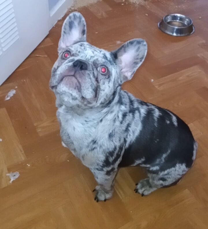 Merle female frenchie for sale in Cheshire 