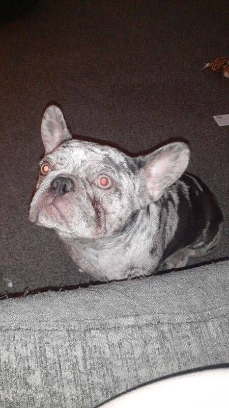 Merle female frenchie for sale in Cheshire - Image 3