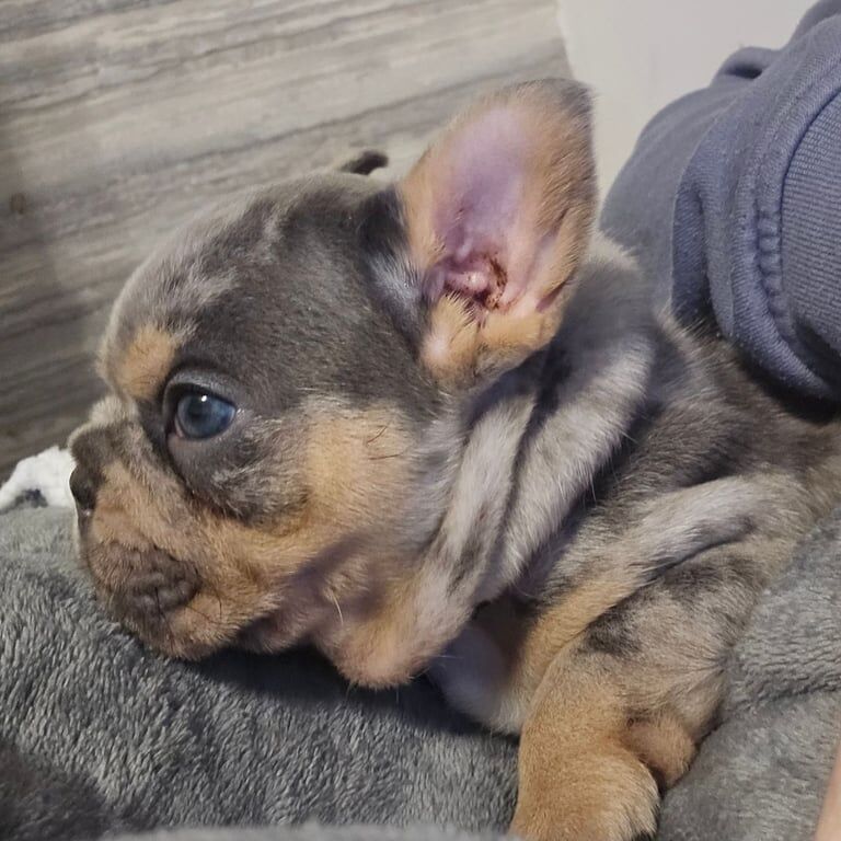 Merle french bulldog puppy for sale in Bury, Greater Manchester