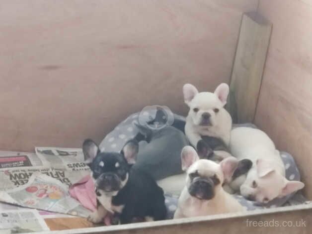 Mini Platinum French Bull dog puppies for sale in Redhill, Aberdeenshire