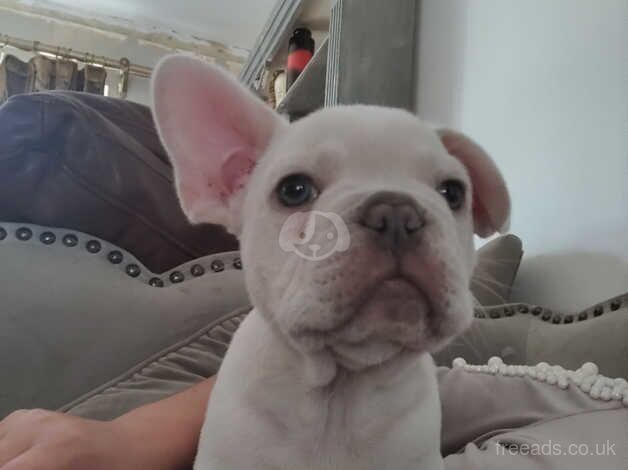 Mini Platinum French Bull dog puppies for sale in Redhill, Aberdeenshire - Image 2