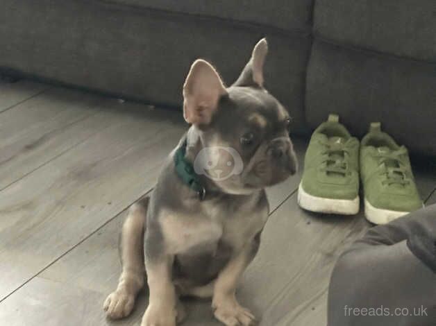 My cute lilac frenchie for sale in Barking, Barking & Dagenham, Greater London