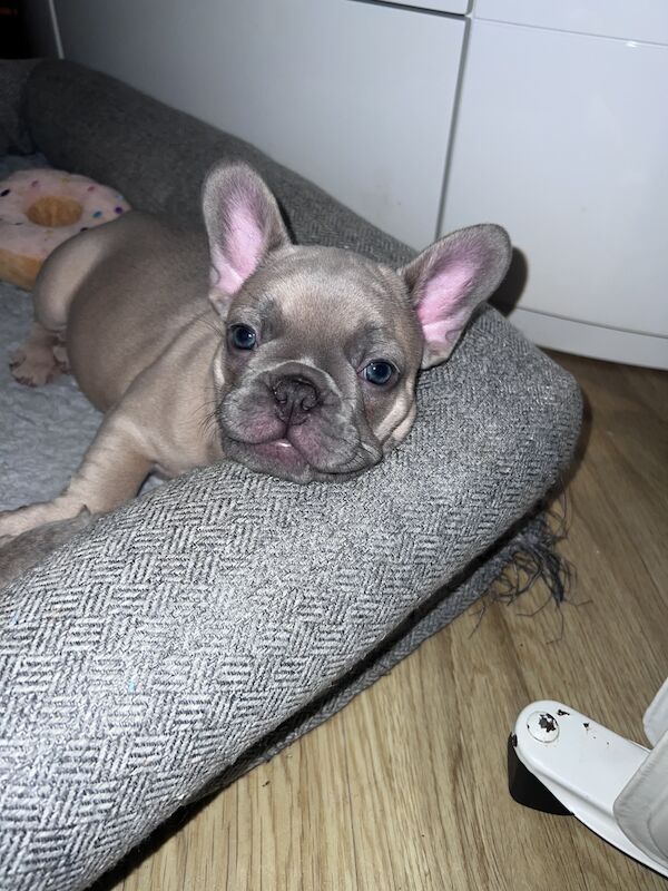 One Girl French Bulldogs for sale in Burntwood, Staffordshire