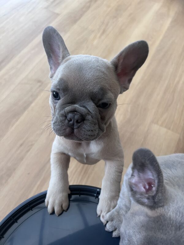 One Girl French Bulldogs for sale in Burntwood, Staffordshire - Image 3