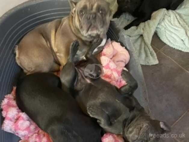 Owain The French Bulldog for sale in Cwmbran/Cwmbrân, Newport