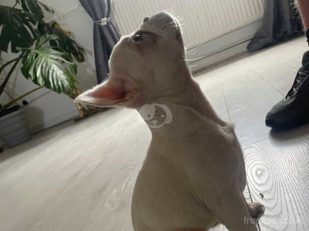 Pearl white frenchie pup/ bitch for sale in Stockport, Greater Manchester