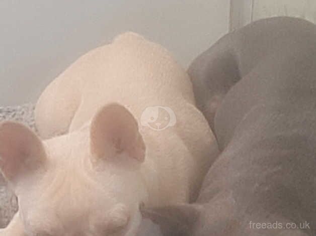 Pearl white frenchie pup/ bitch for sale in Stockport, Greater Manchester - Image 2