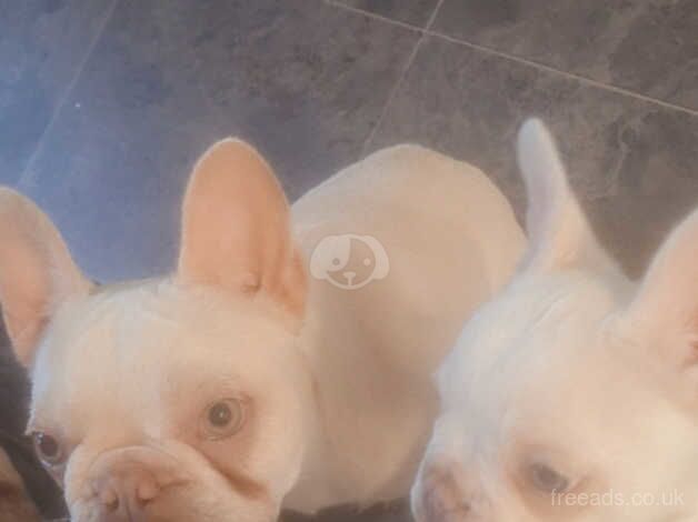 Pearl white frenchie pup/ bitch for sale in Stockport, Greater Manchester - Image 3