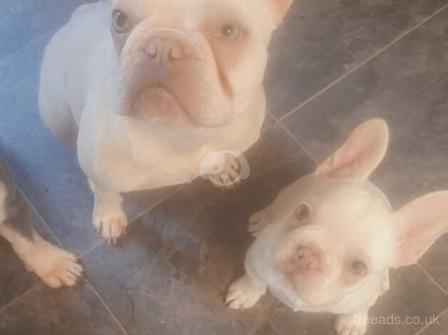 Pearl white frenchie pup/ bitch for sale in Stockport, Greater Manchester - Image 4