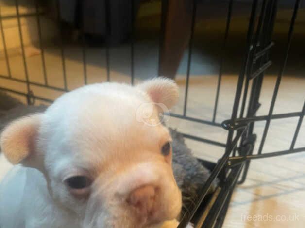 Pearl white frenchie pup/ bitch for sale in Stockport, Greater Manchester - Image 5