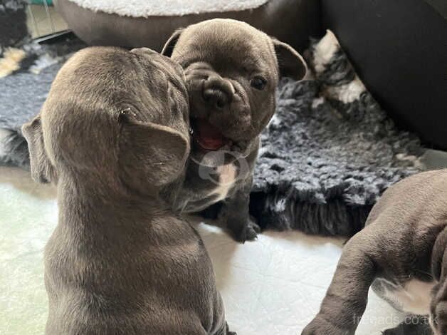 * PEDIGREE..Excellent puppy 3 girl and 1 boy for sale in Northampton, Northamptonshire