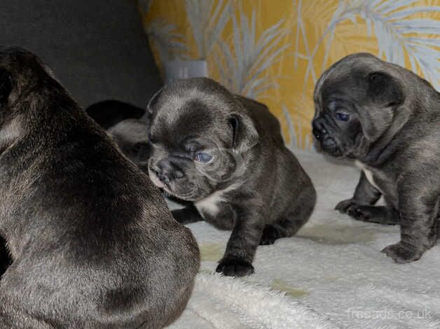 * PEDIGREE..Excellent puppy 3 girl and 1 boy for sale in Northampton, Northamptonshire - Image 3