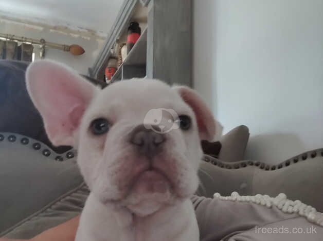 Platinum Rare Mini French Bull Dog puppies for sale in Redhill, Aberdeenshire