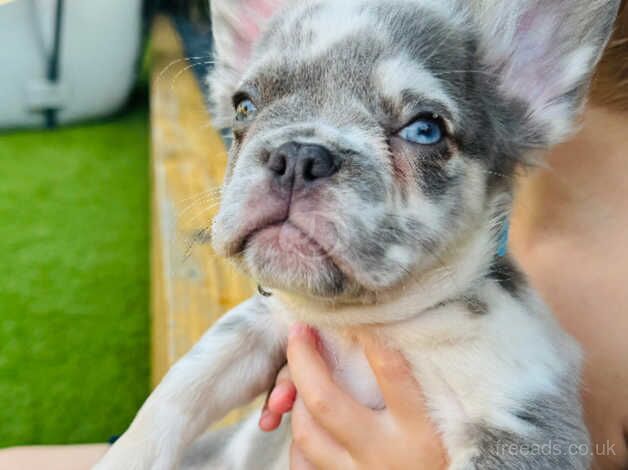 Price drop French Bulldog Puppies (1x frenchie 1x Fluff) for sale in Harlow, Essex