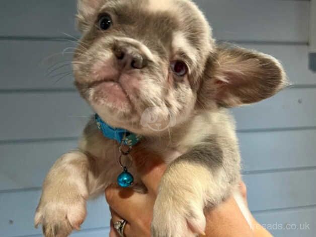 Price drop French Bulldog Puppies (1x frenchie 1x Fluff) for sale in Harlow, Essex - Image 2