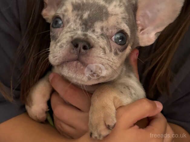 Price drop French Bulldog Puppies (1x frenchie 1x Fluff) for sale in Harlow, Essex - Image 3