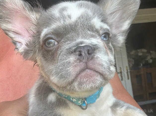 Price drop French Bulldog Puppies (1x frenchie 1x Fluff) for sale in Harlow, Essex - Image 4