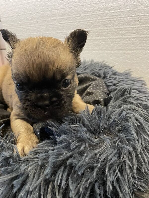 Puppies for sale in Chadwell St Mary, Essex