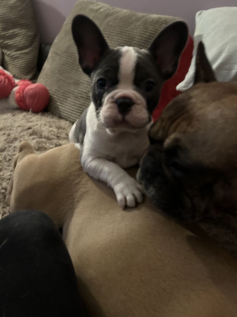 Puppies French bulldog for sale in Aberdeen City - Image 8