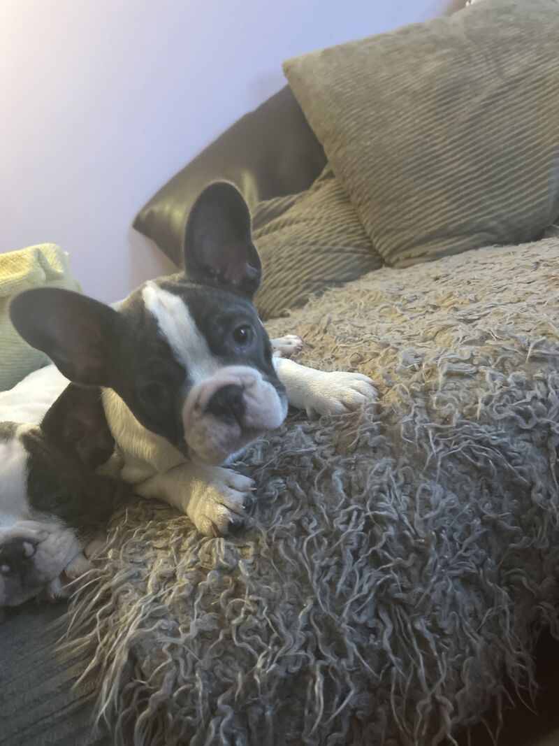 Puppies French bulldog for sale in Aberdeen City - Image 10