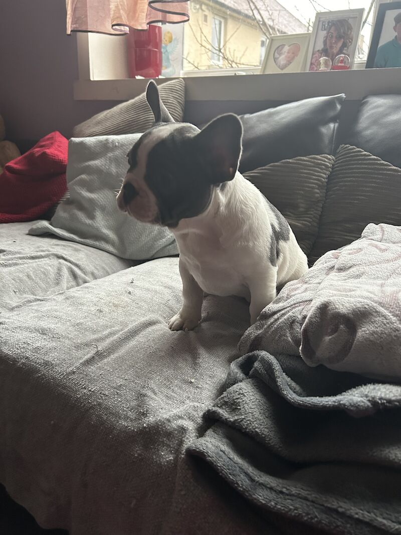 Puppies French bulldog for sale in Aberdeen City - Image 4