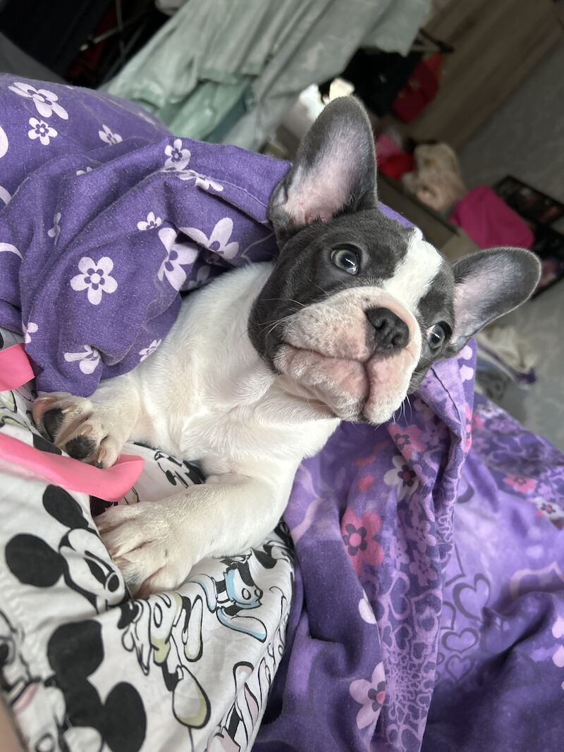 Puppies French bulldog for sale in Aberdeen City - Image 3