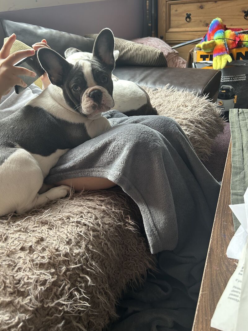 Puppies French bulldog for sale in Aberdeen City