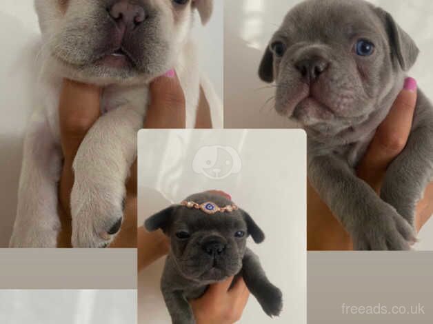 Puppies for sale in Enfield, Enfield, Greater London