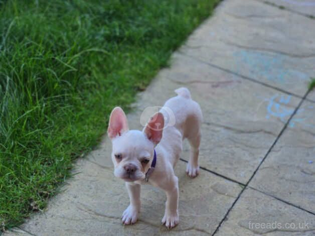 Puppy for sale in Coventry, West Midlands - Image 2