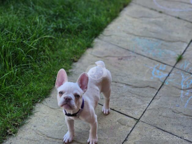 Puppy for sale in Coventry, West Midlands - Image 3