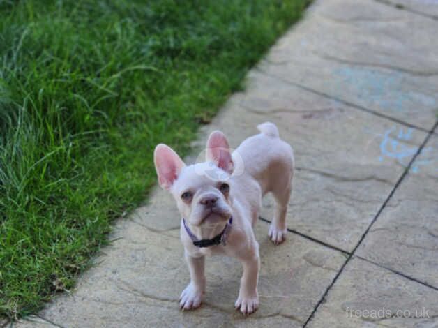 Puppy for sale in Coventry, West Midlands - Image 4