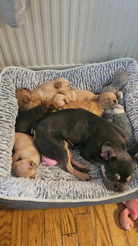 Pups for sale in Glenrothes, Fife