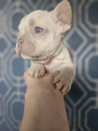 Pure bred kc reg frenchies for sale in Sittingbourne, Kent