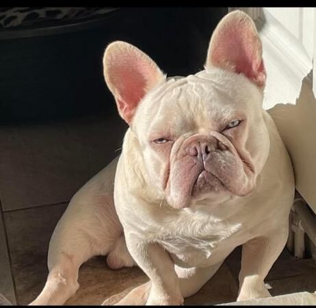 Pure bred kc reg frenchies for sale in Sittingbourne, Kent - Image 2