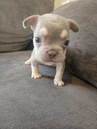 Pure bred kc reg frenchies for sale in Sittingbourne, Kent - Image 3