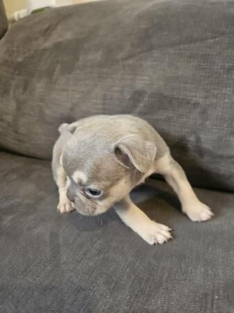 Pure bred kc reg frenchies for sale in Sittingbourne, Kent - Image 4