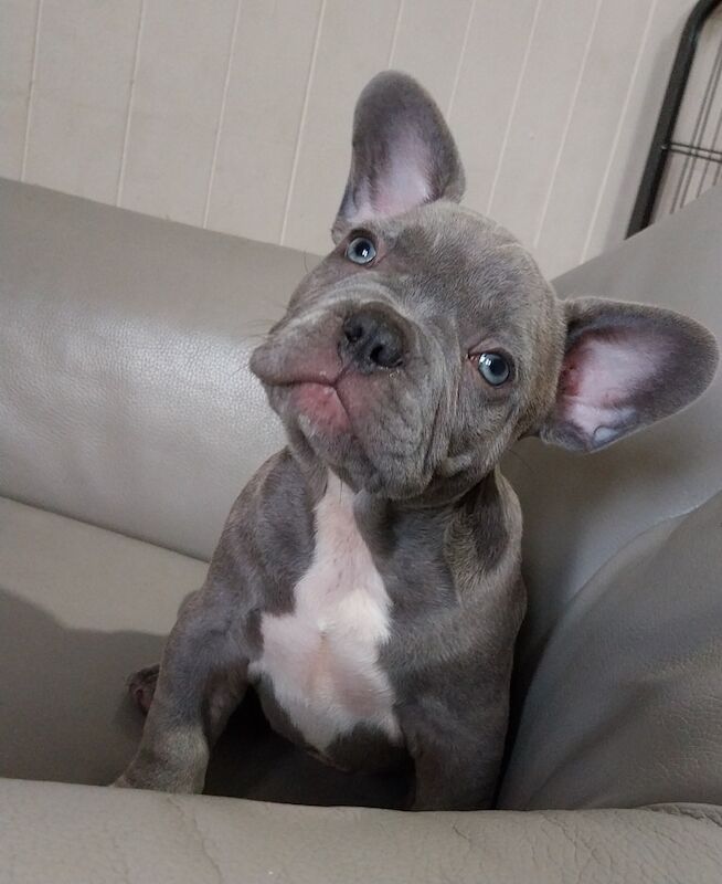 Quality French Bulldog Puppys KC Registered for sale in Formby, Merseyside