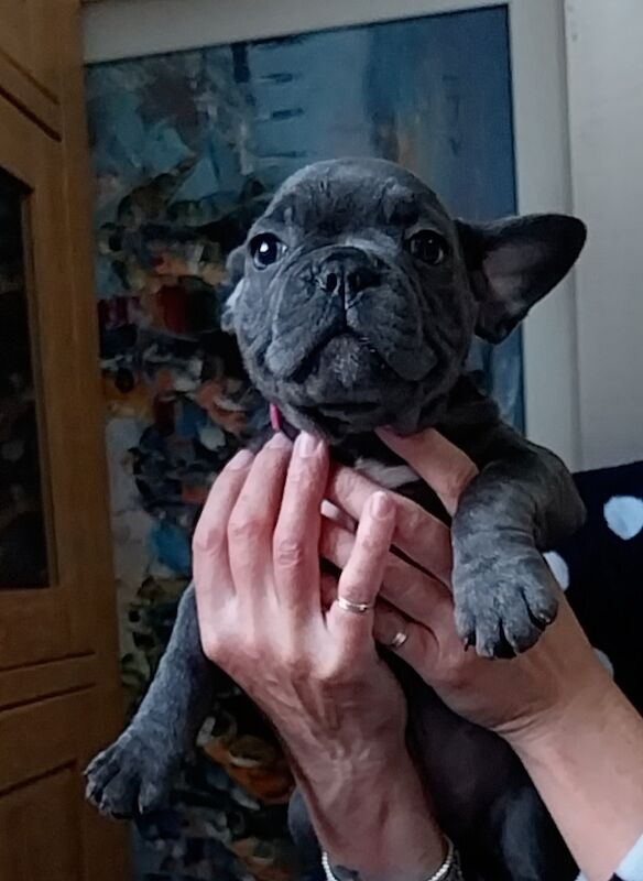 Quality French Bulldog Puppys KC Registered for sale in Formby, Merseyside - Image 8