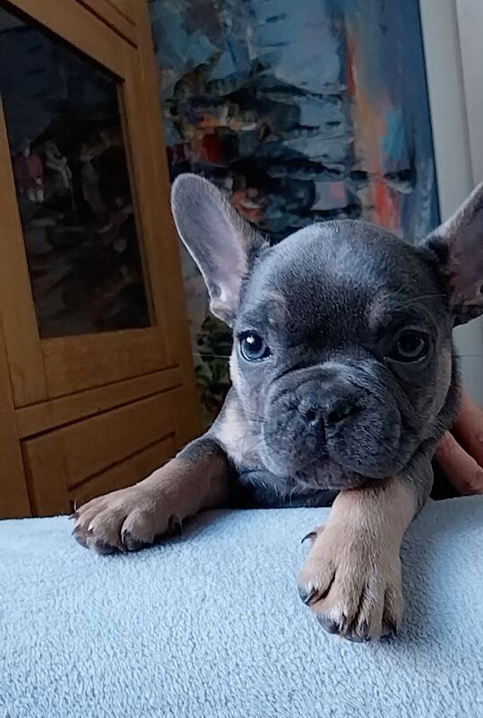 Quality French Bulldog Puppys KC Registered for sale in Formby, Merseyside - Image 6