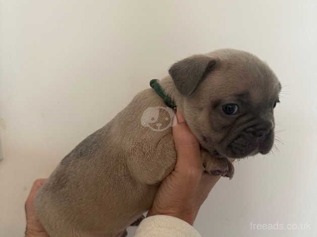 Quality French bulldog pups for sale in Runcorn, Cheshire - Image 2