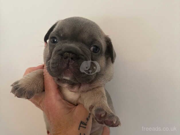 Quality French bulldog pups for sale in Runcorn, Cheshire - Image 3