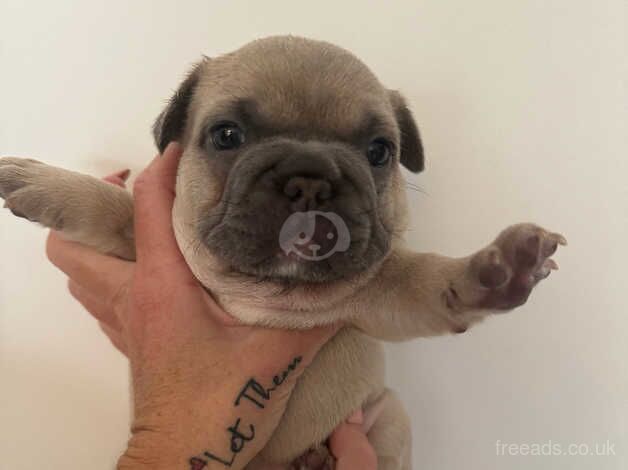 Quality French bulldog pups for sale in Runcorn, Cheshire - Image 5