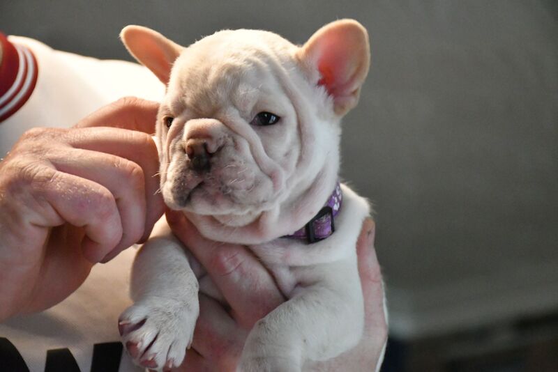 Quality French bulldogs for sale in Cardiff / Caerdydd, South Glamorgan