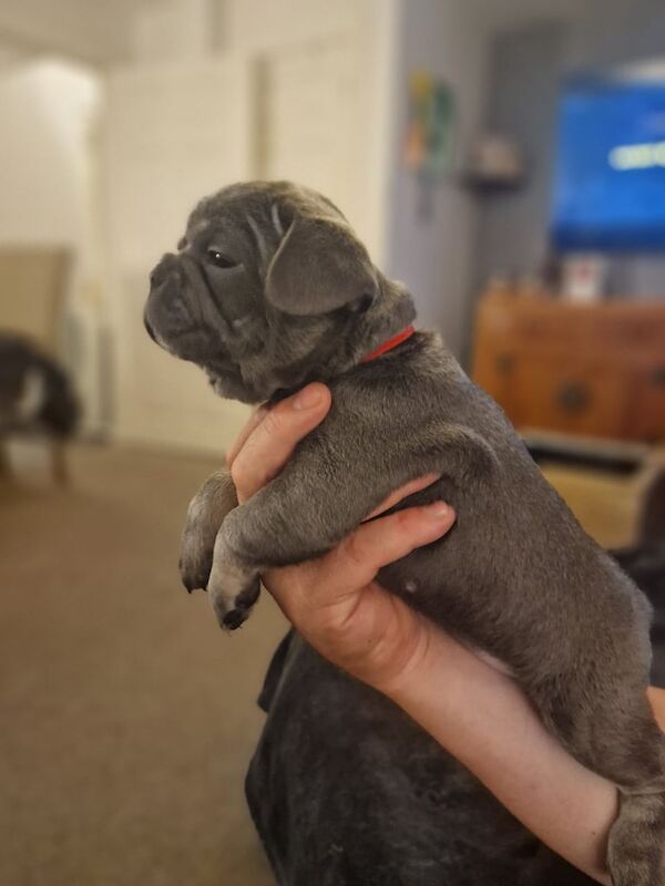 *RARE* french bulldog pups KC registered blue, lilac testable cocoa carriers for sale in Milborne Port, Somerset