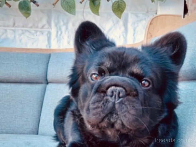 Re home fluffy frenchie for sale in Broxbourne, Hertfordshire - Image 2