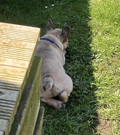 Ready now kc french bulldogs puppies for sale in Croydon, Croydon, Greater London - Image 2